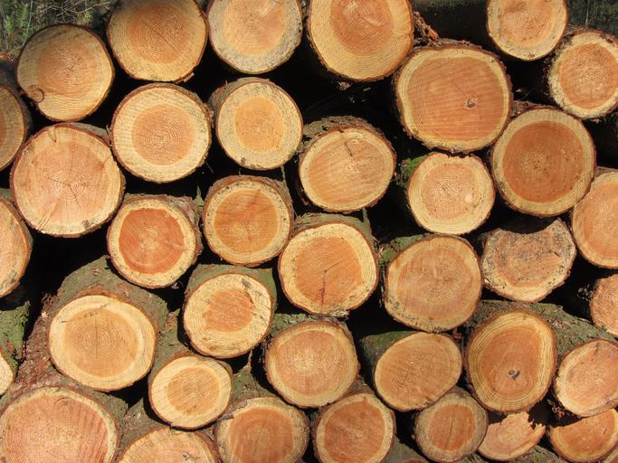 wood logs pile